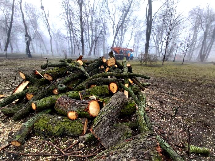 Преимущества вырубки деревьев на придомовой территории