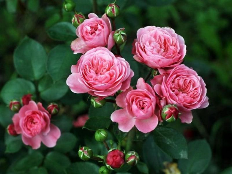 Саджанці троянд: Вибір, Зберігання