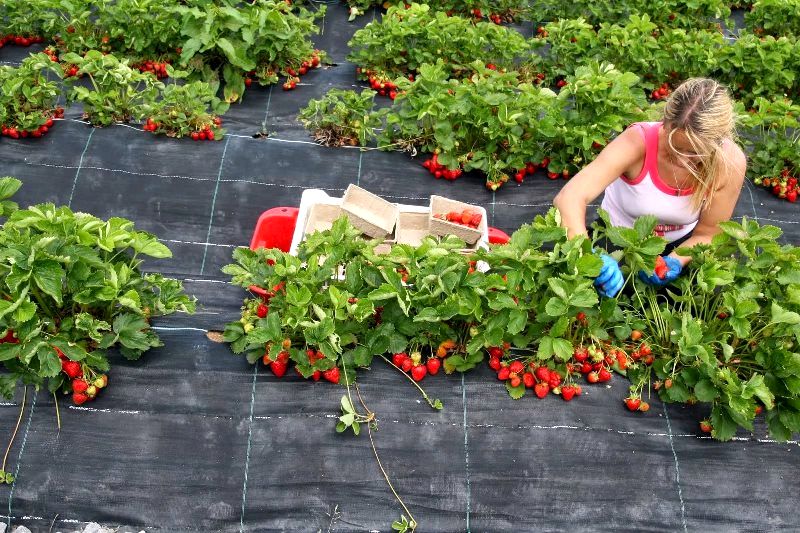 Агроволокно: Инновационное решение для посадки и защиты клубники, картофеля и томатов