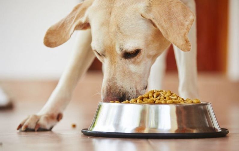 Правильное питание - основа здоровья собак: сухие корма, консервы и лакомства